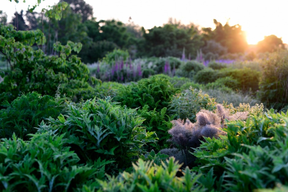 Foeniculum vulgare 'Rubrum' - Bronze-Fenchel